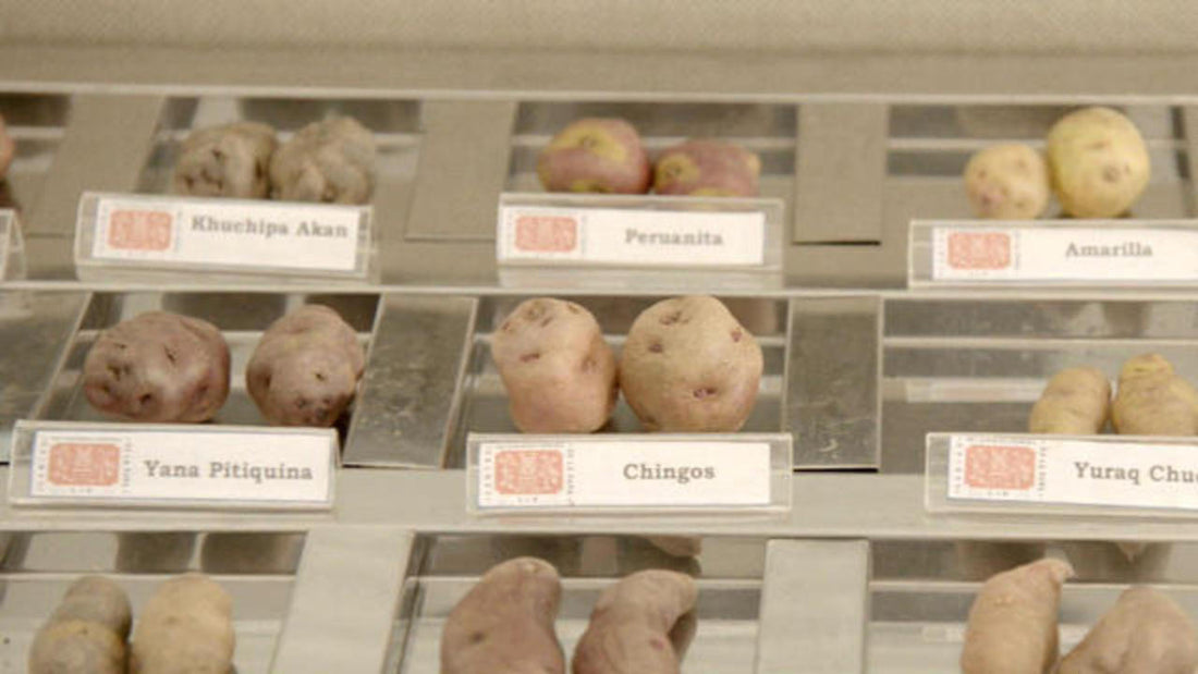 NASA Trying To Get Potatoes On Mars