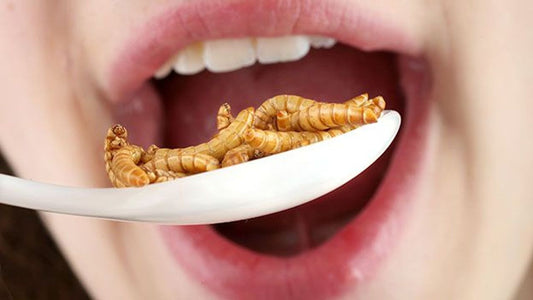 Ever Wanted To Eat Bugs? Now You Can Grow Them In Your Kitchen