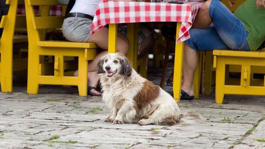 London Restaurant Launches Fancy Brunch Menu For Dogs